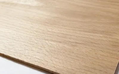 ブナ
